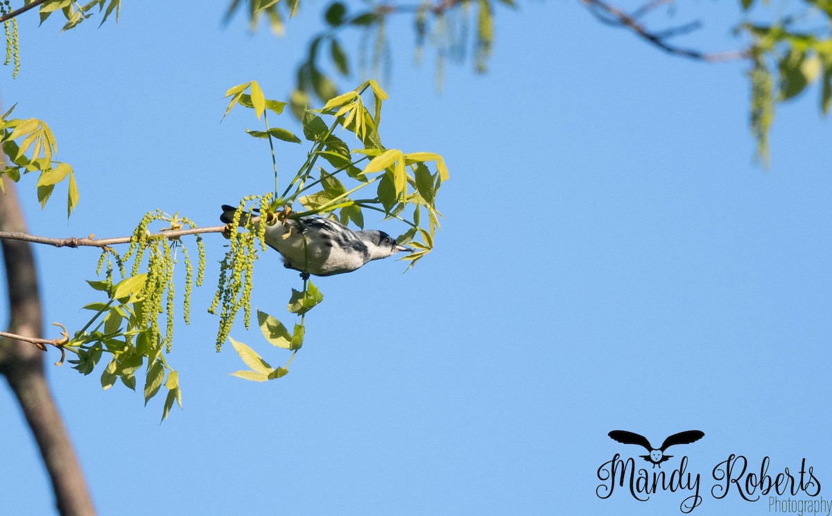 Cerulean Warbler - ML657426746