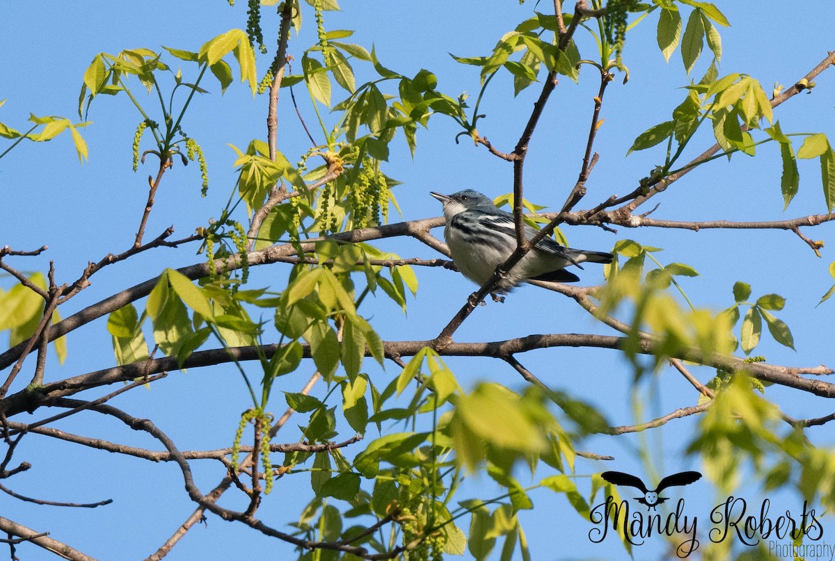 Cerulean Warbler - ML657426747