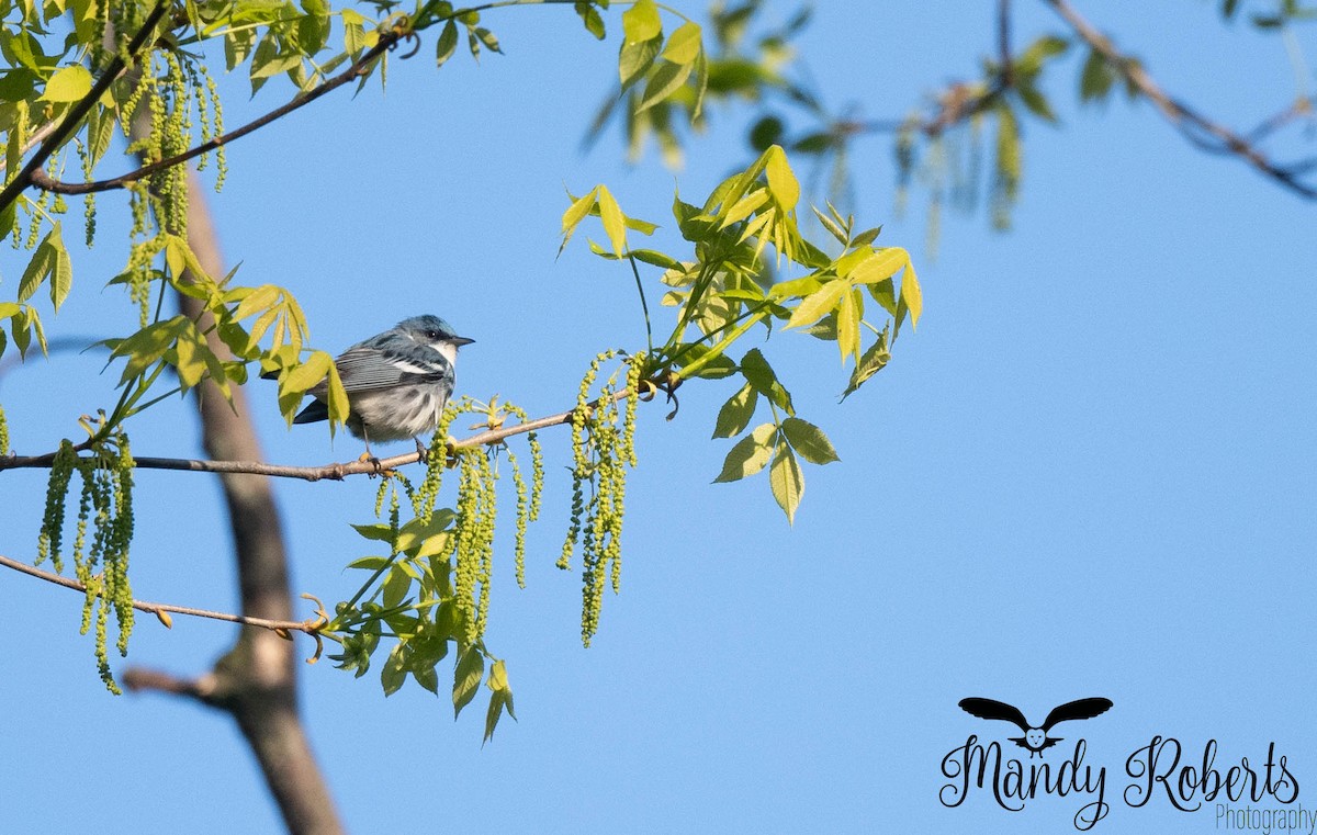 Cerulean Warbler - ML657426748
