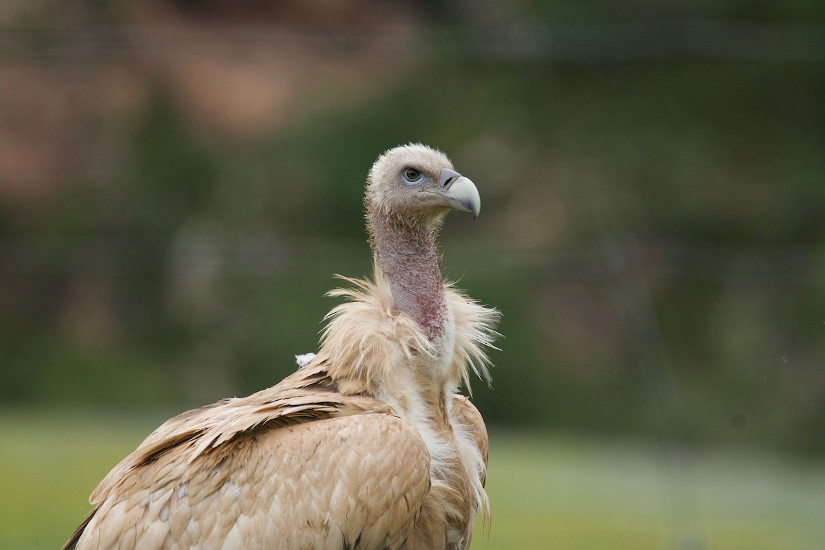 Himalayan Griffon - ML65742701