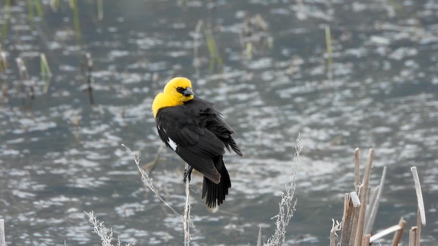 Yellow-headed Blackbird - ML657427417