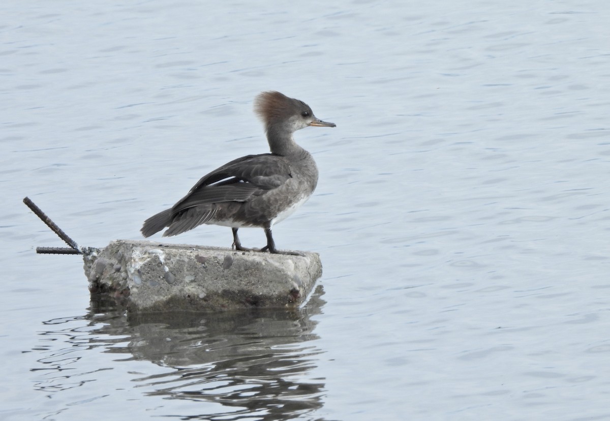 Hooded Merganser - ML657427437