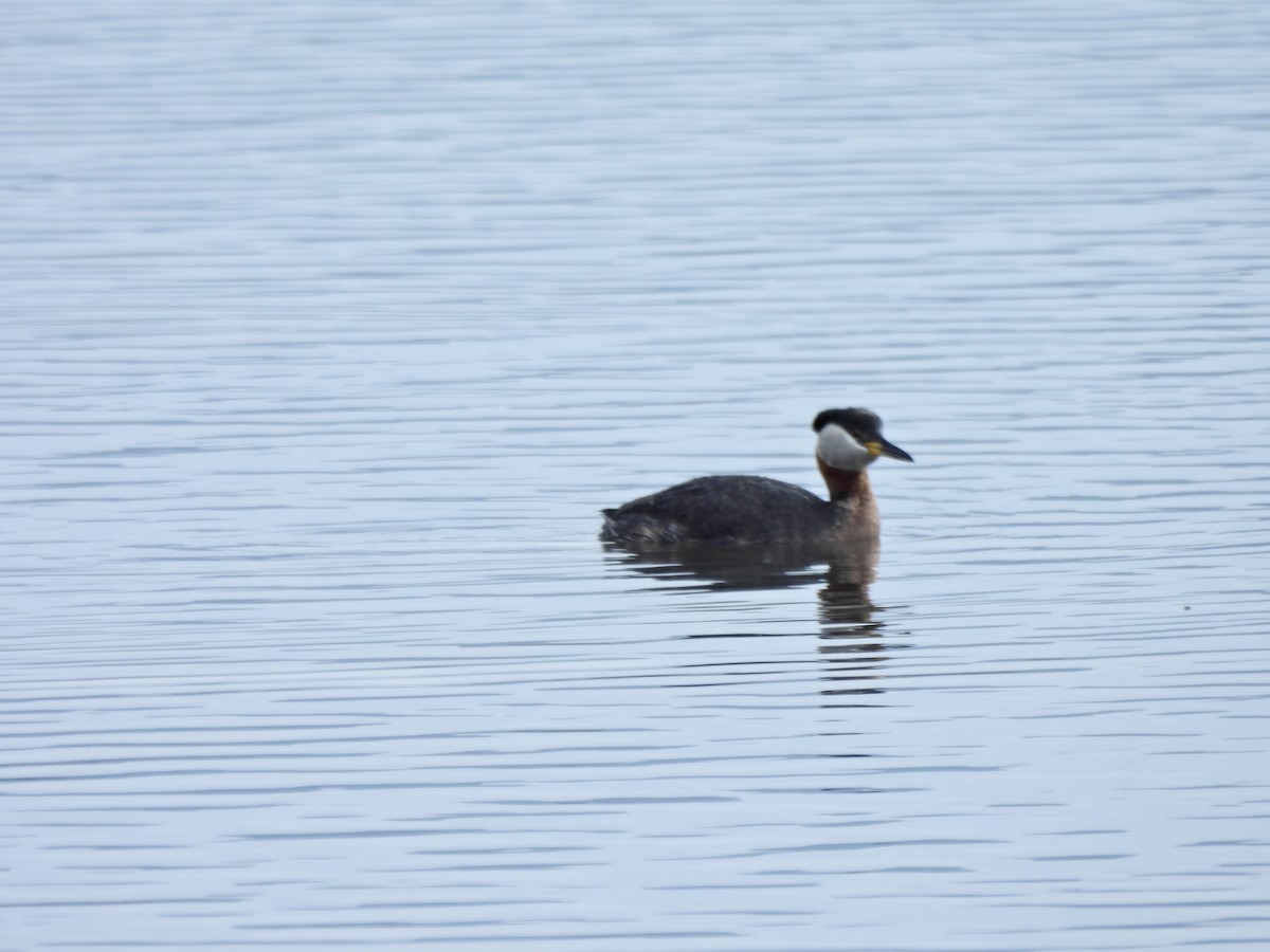 Red-necked Grebe - ML657427451