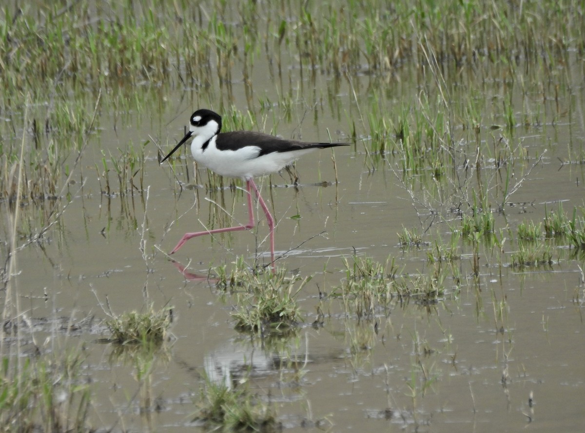 Black-necked Stilt - ML657427466