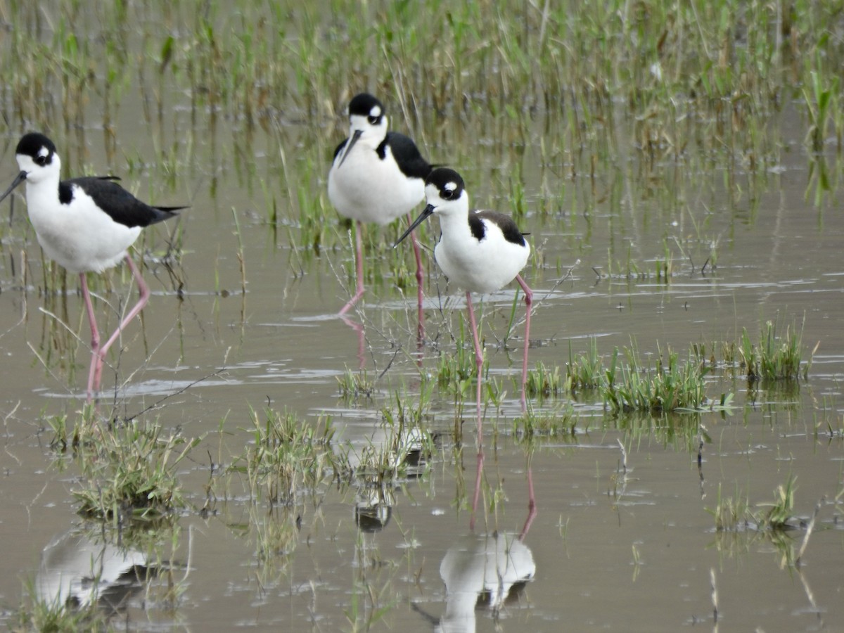 Black-necked Stilt - ML657427467