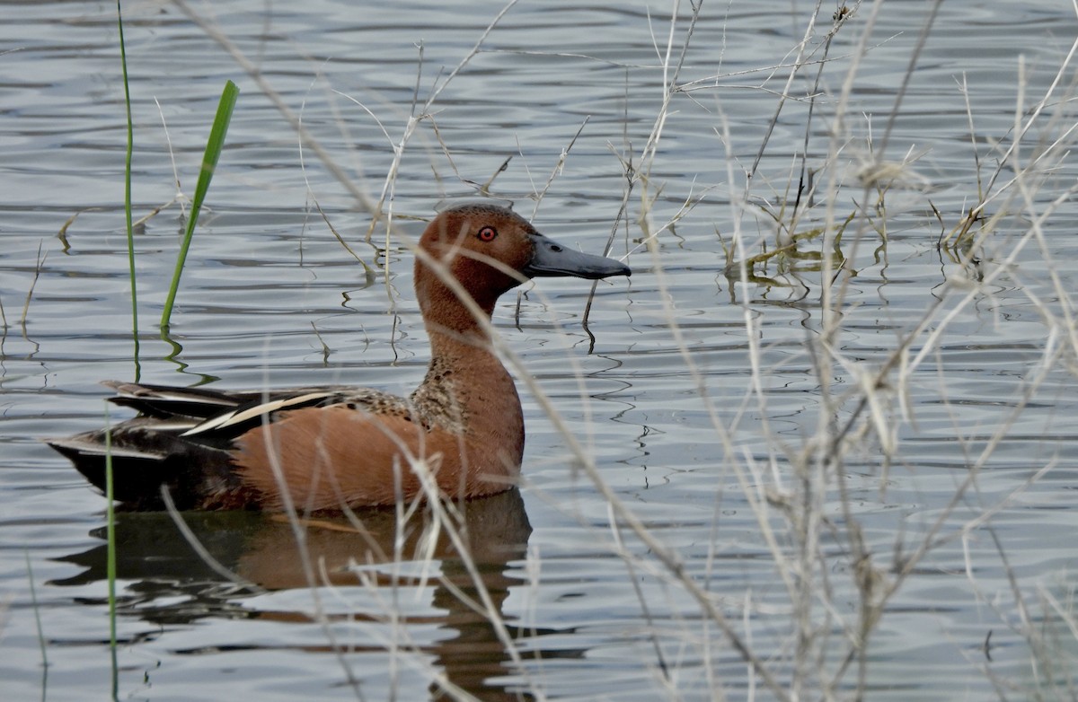 Cinnamon Teal - ML657427485