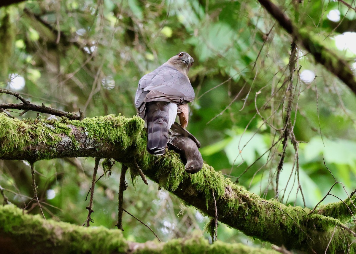 Cooper's Hawk - ML657427487