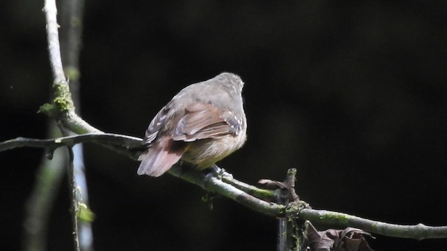 Checker-throated Stipplethroat - ML657428125