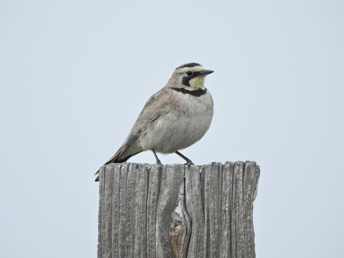Horned Lark - ML657428278