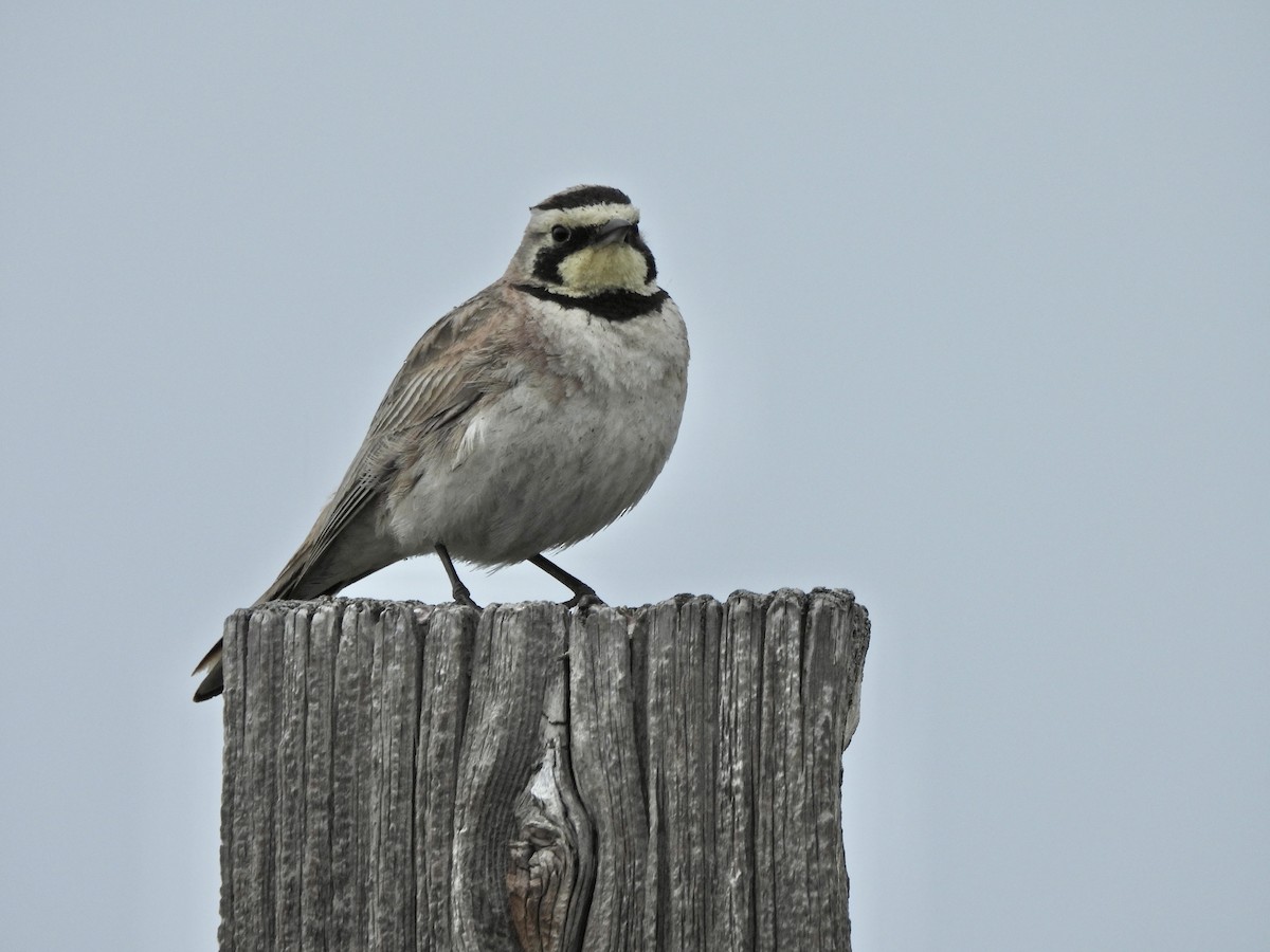 Horned Lark - ML657428279