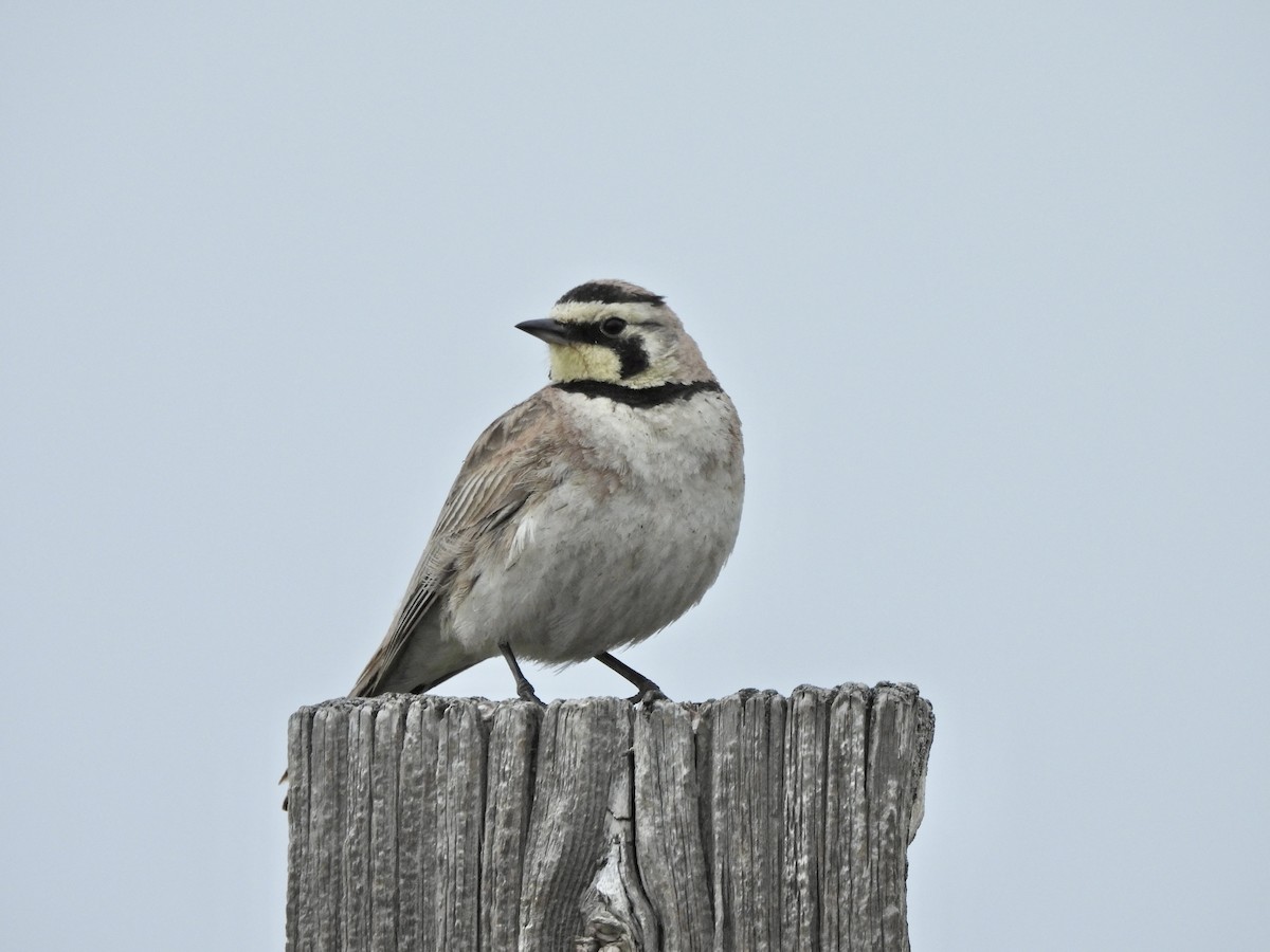 Horned Lark - ML657428280