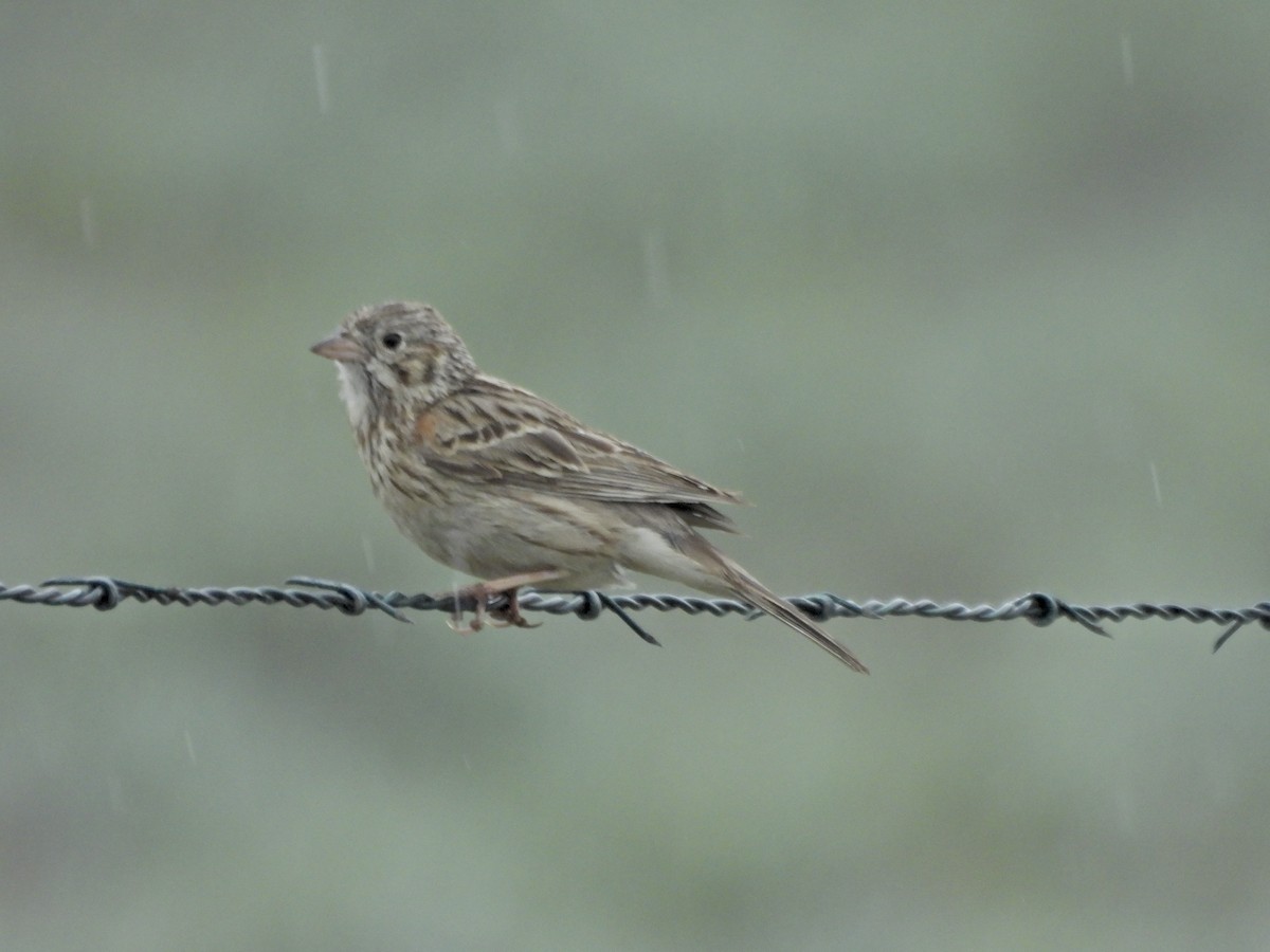 Vesper Sparrow - ML657428305