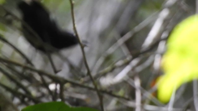 Dot-winged Antwren - ML657428332