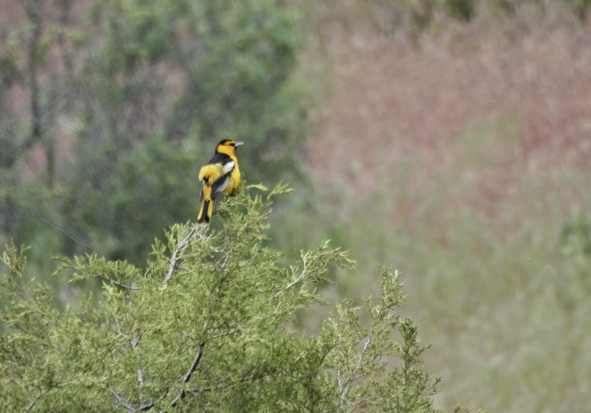 Bullock's Oriole - ML657428456