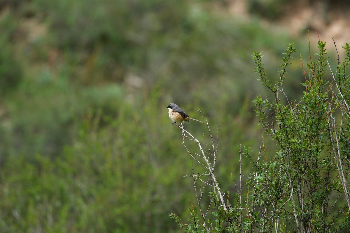 Gray-backed Shrike - ML65742851