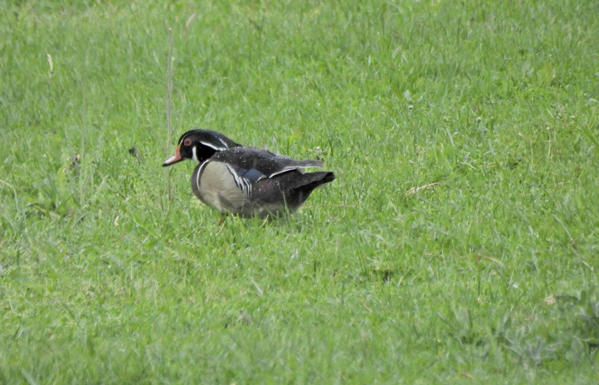 Wood Duck - ML657428605
