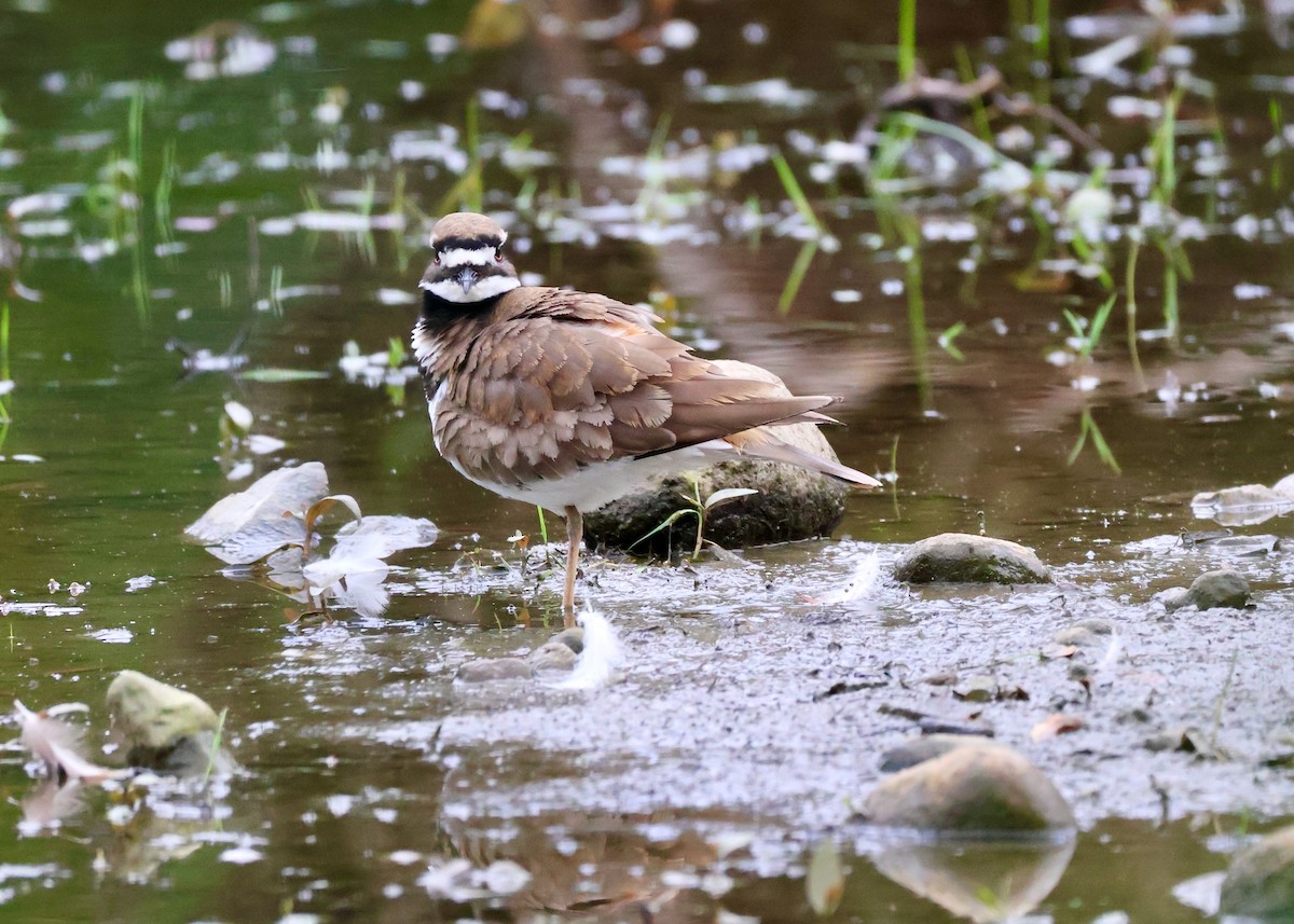Killdeer - ML657428947