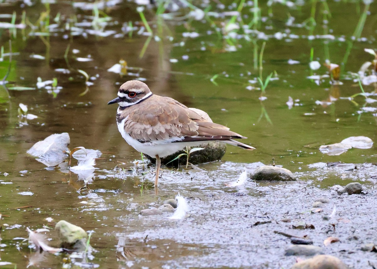 Killdeer - ML657428953