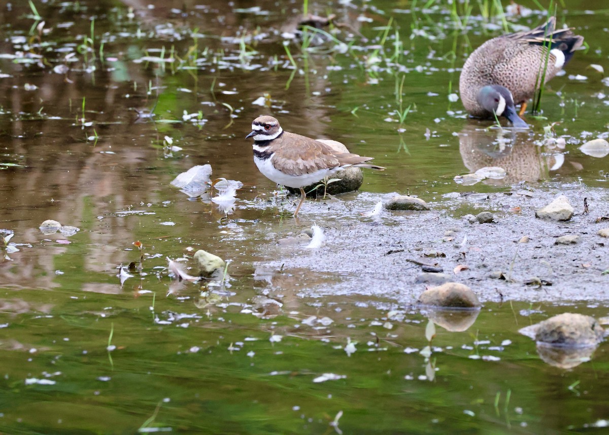 Killdeer - ML657428994