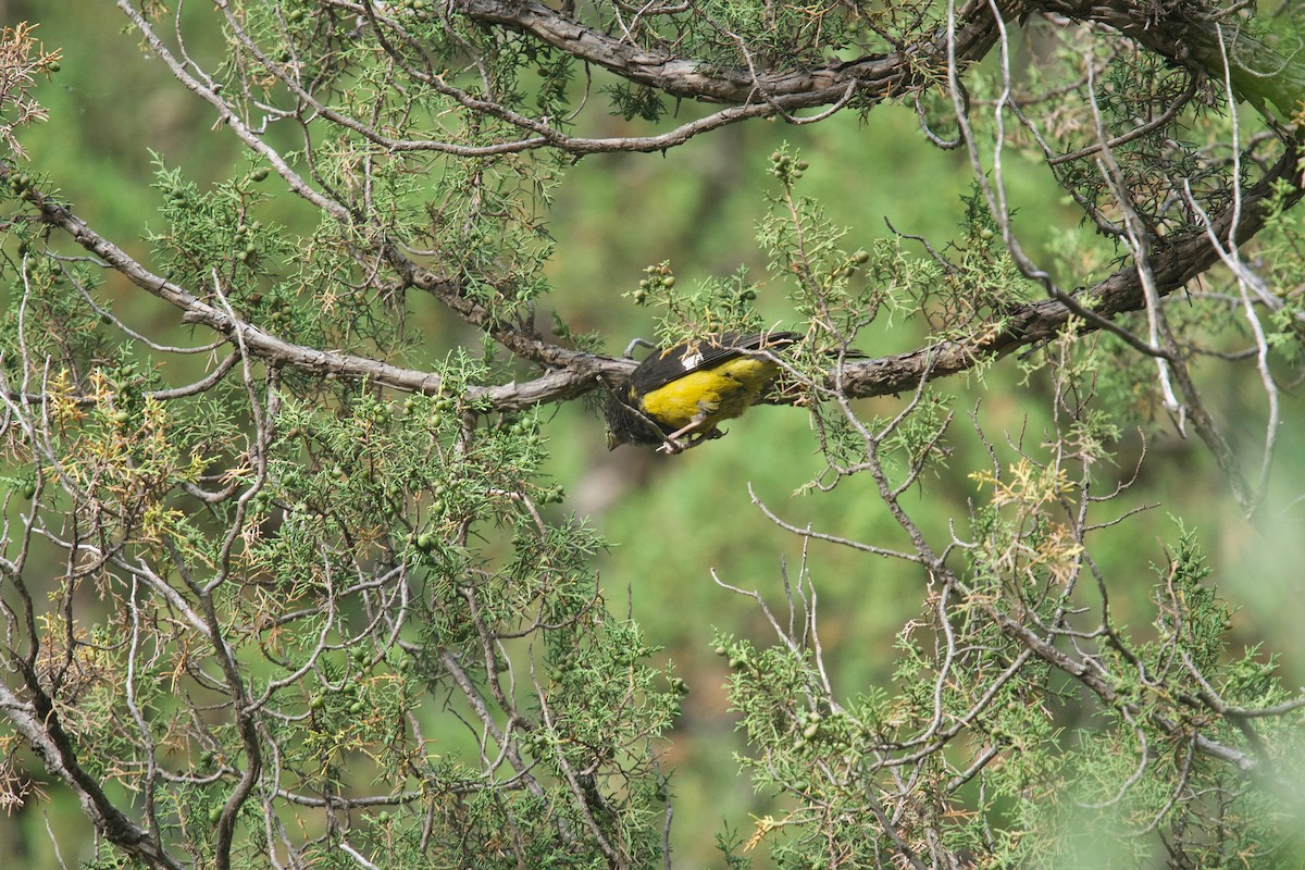 White-winged Grosbeak - Qin Huang