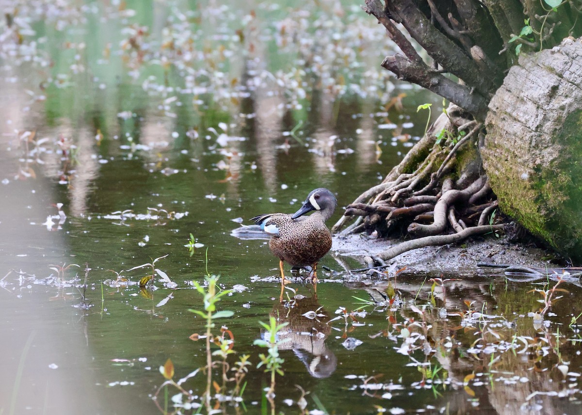 Blue-winged Teal - ML657429372