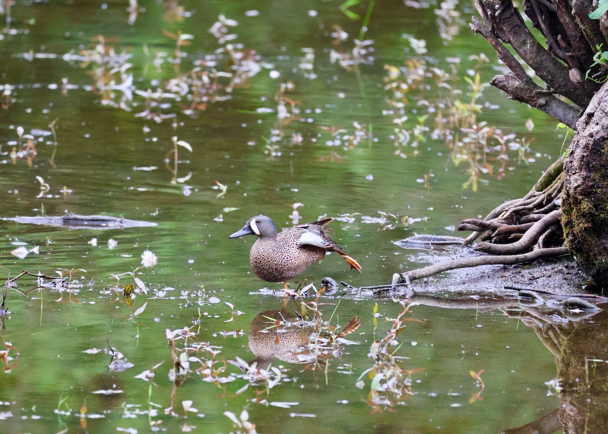 Blue-winged Teal - ML657429381