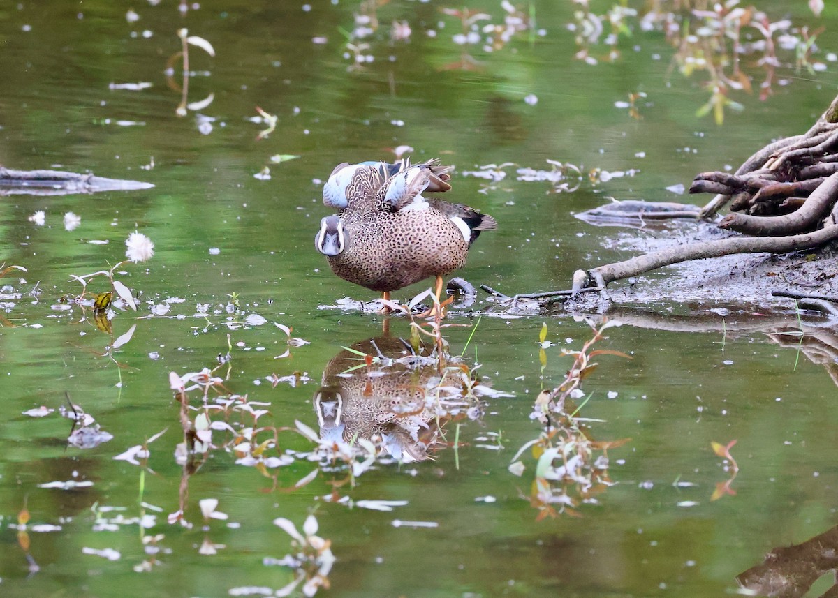 Blue-winged Teal - ML657429386