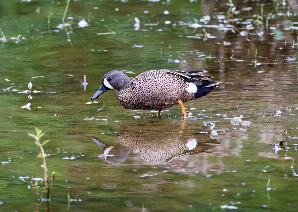 Blue-winged Teal - ML657429441