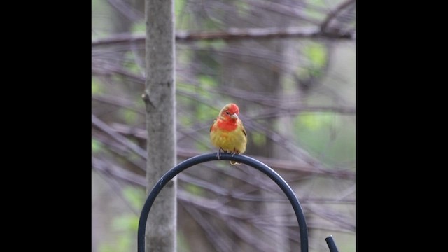 Summer Tanager - ML657429630