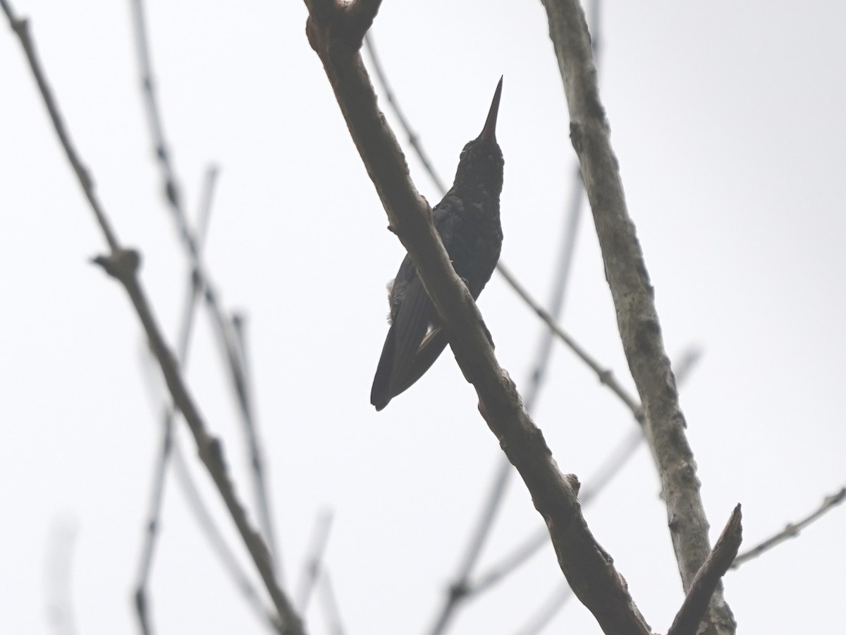 Steely-vented Hummingbird - ML657429842