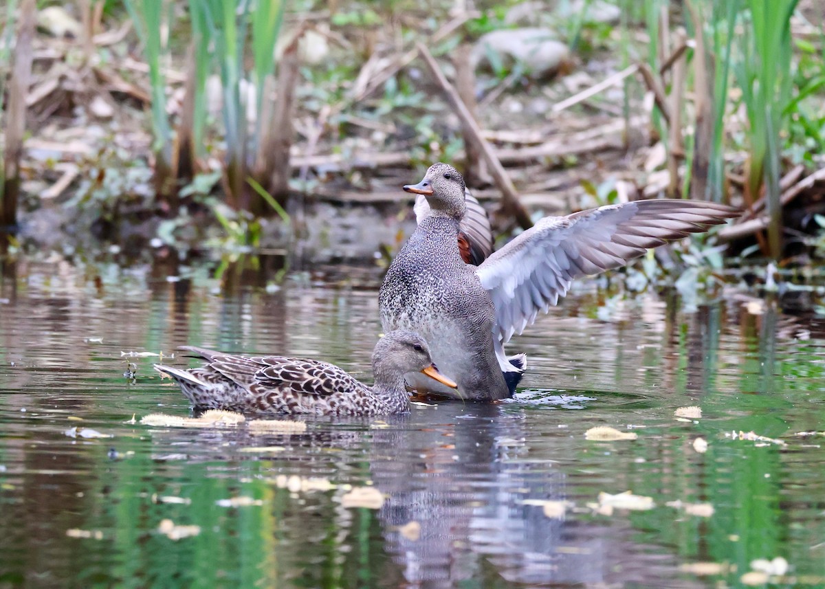 Gadwall - ML657430580