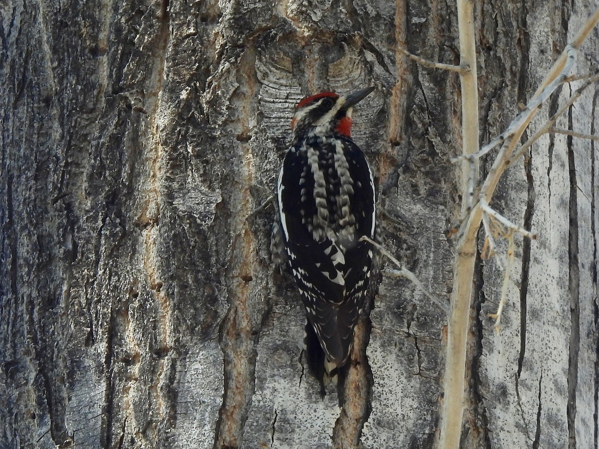 Red-naped Sapsucker - ML657430856