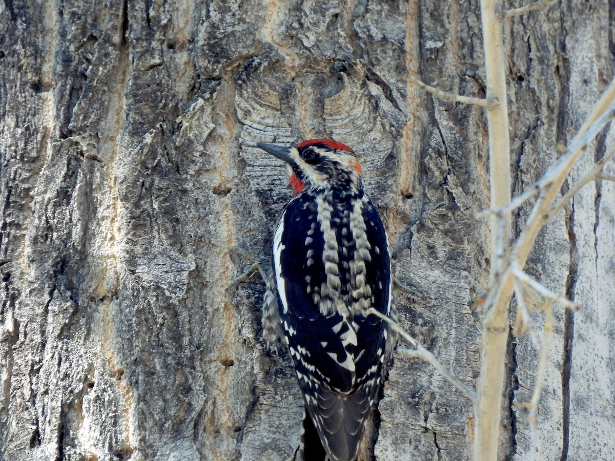 Red-naped Sapsucker - ML657431148