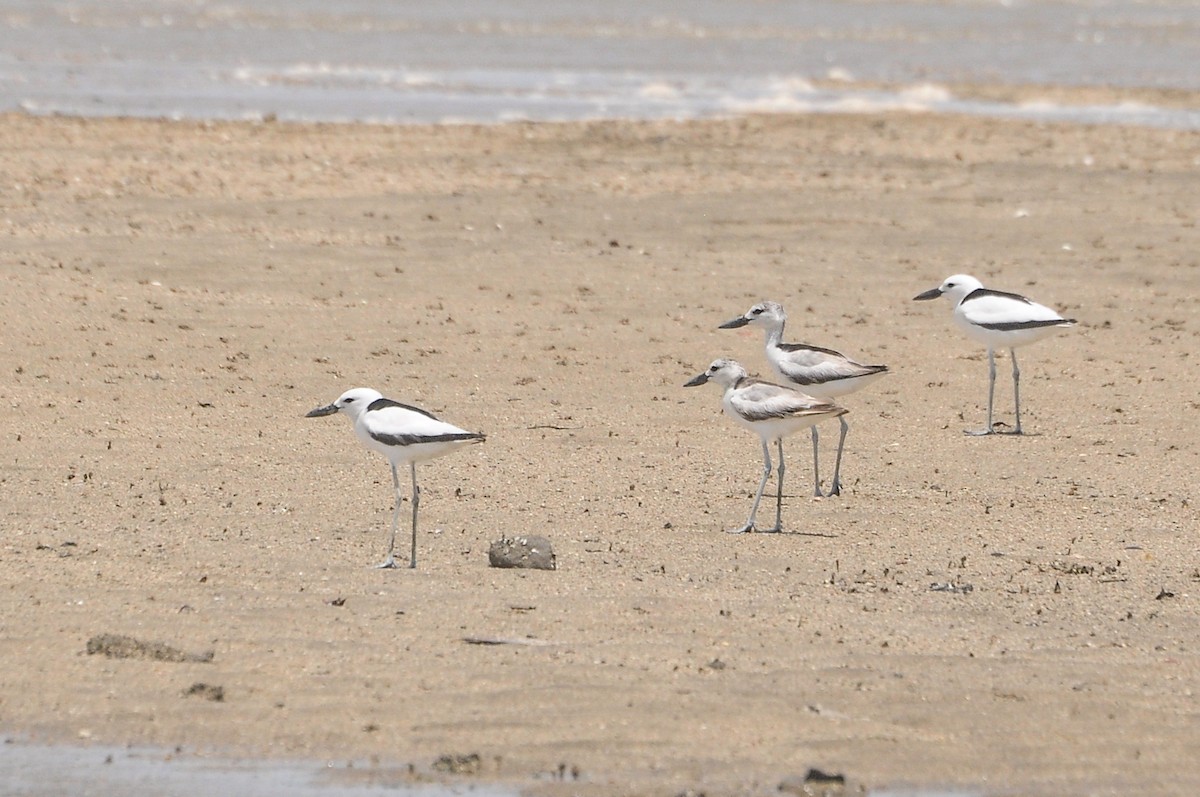 Crab-Plover - ML657431568