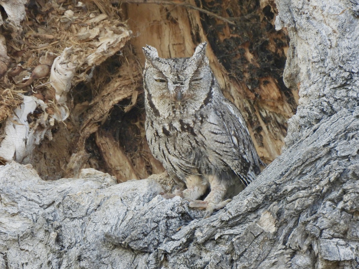 Western Screech-Owl - ML657431588