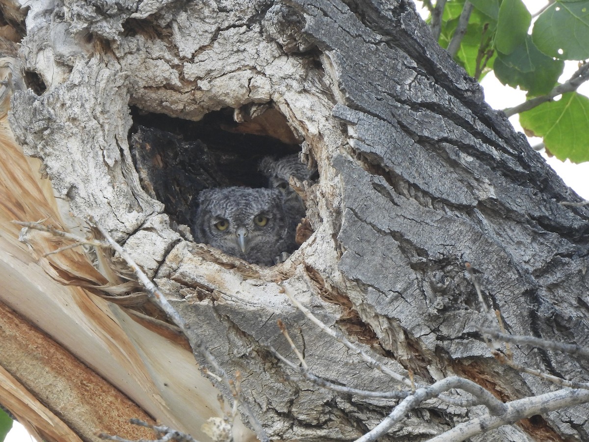 Western Screech-Owl - ML657431688