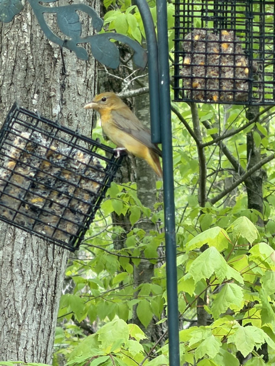 eBird Checklist - 13 May 2026 - My House - 6 species