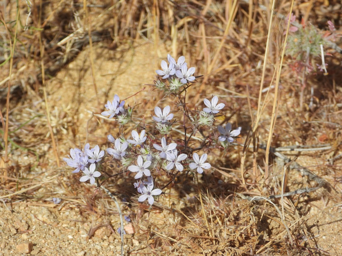 בעלי חיים - ML657431869