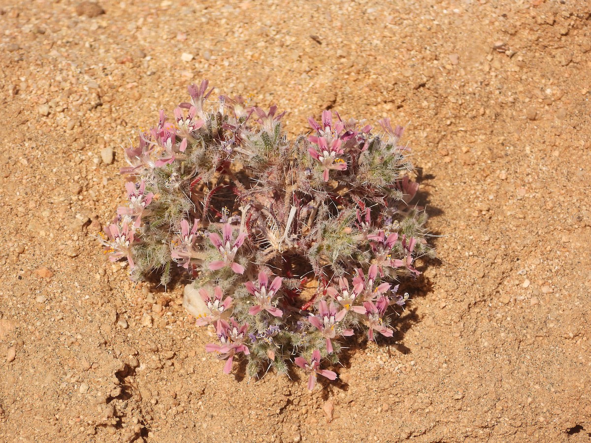 בעלי חיים - ML657431870