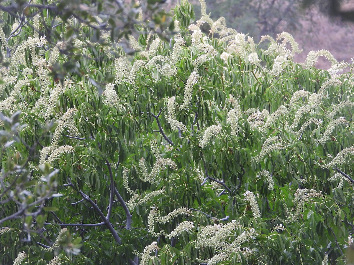 בעלי חיים - ML657431871