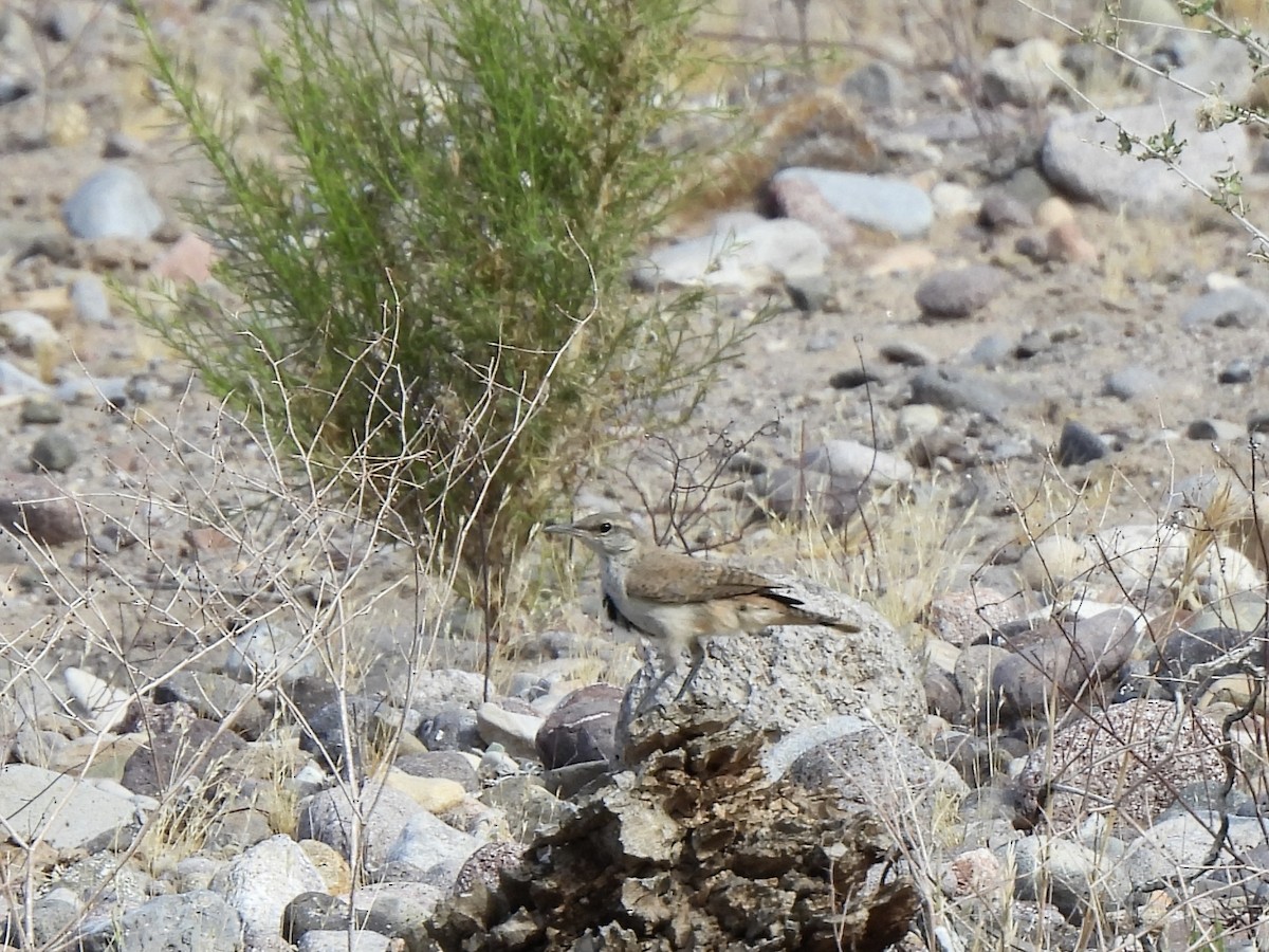 Rock Wren - ML657431978