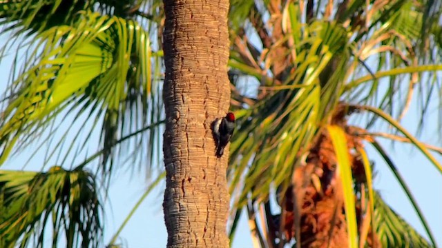 Acorn Woodpecker - ML657431993