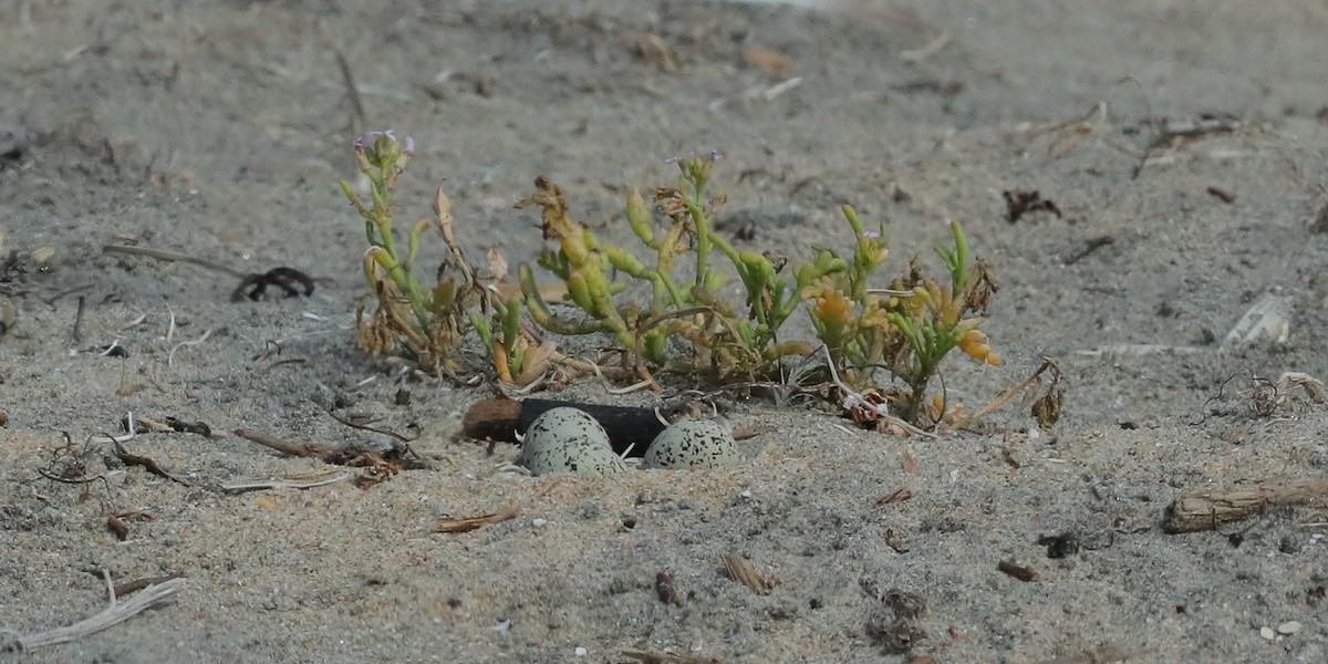 Snowy Plover (Northern) - ML657432033