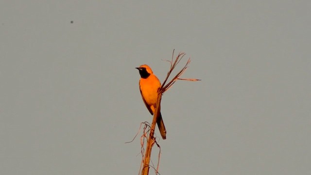 Hooded Oriole - ML657432063