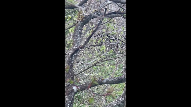 ウィルソンアメリカムシクイ - ML657432144