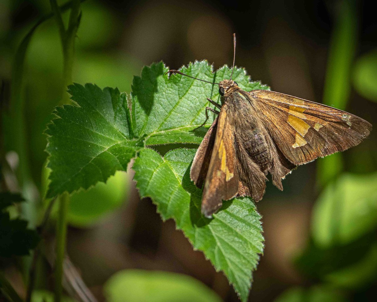 Silver-spotted Skipper - ML657432255