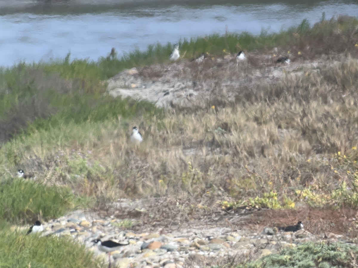 Black-necked Stilt (Black-necked) - ML657432628