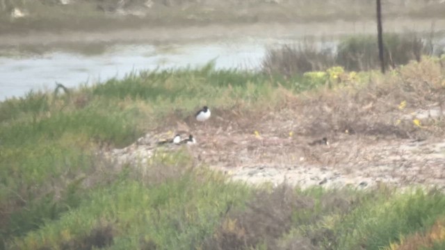 Black-necked Stilt (Black-necked) - ML657432629