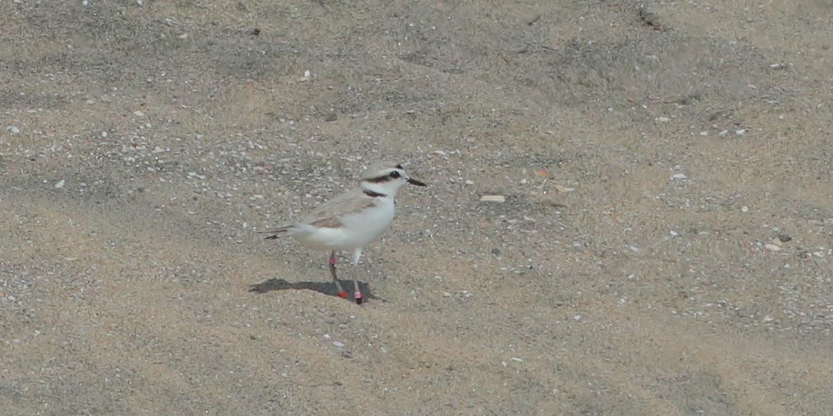 Snowy Plover (Northern) - ML657432979