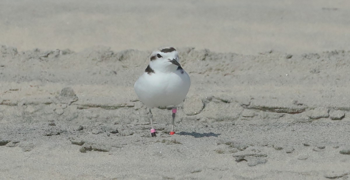 Snowy Plover (Northern) - ML657432980